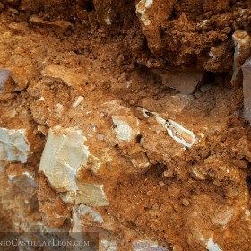 Huesos prehistóricos en Atapuerca