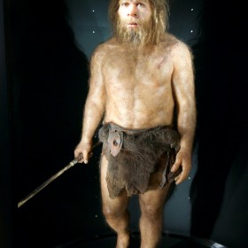 Homo habilis