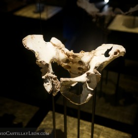 Pelvis humana