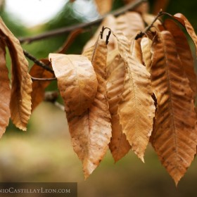 El otoño llega a Las Médulas