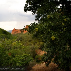 Frondosidad y roca unidas