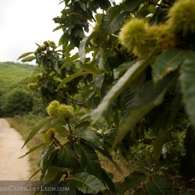 Flora de las Médulas