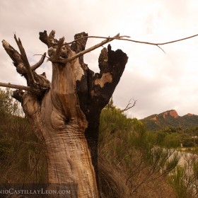 Árbol